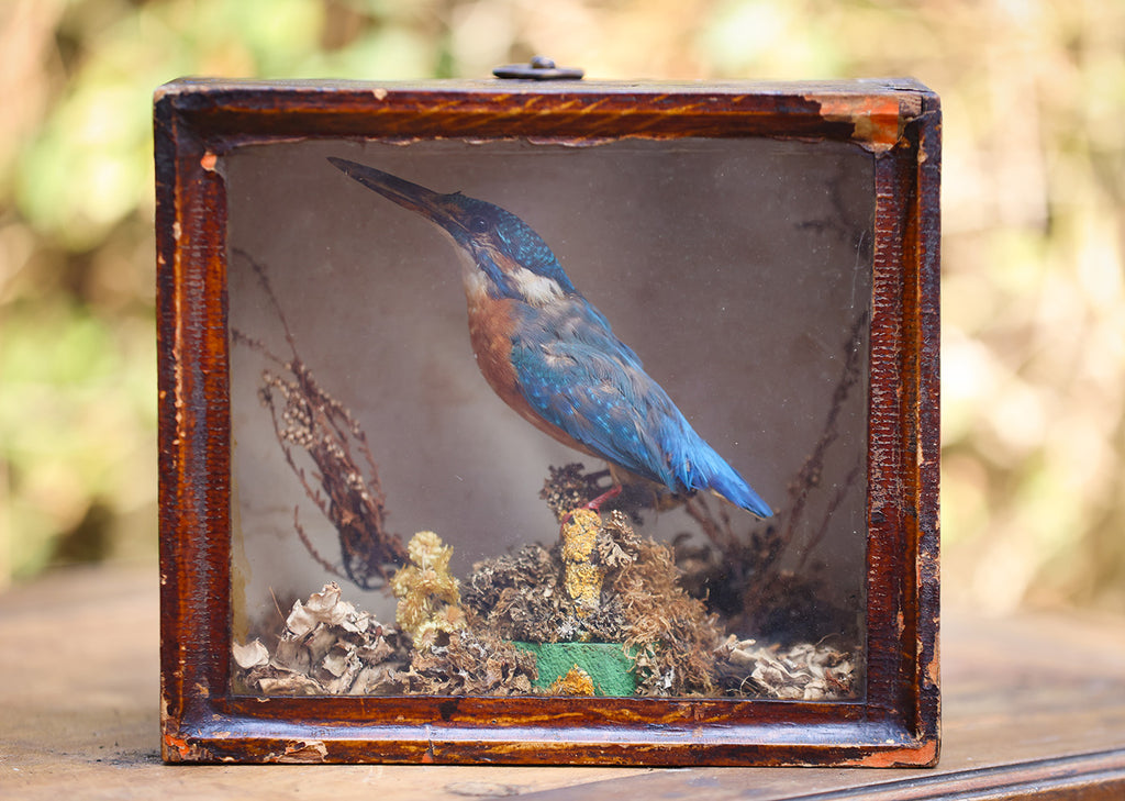 Kingfisher