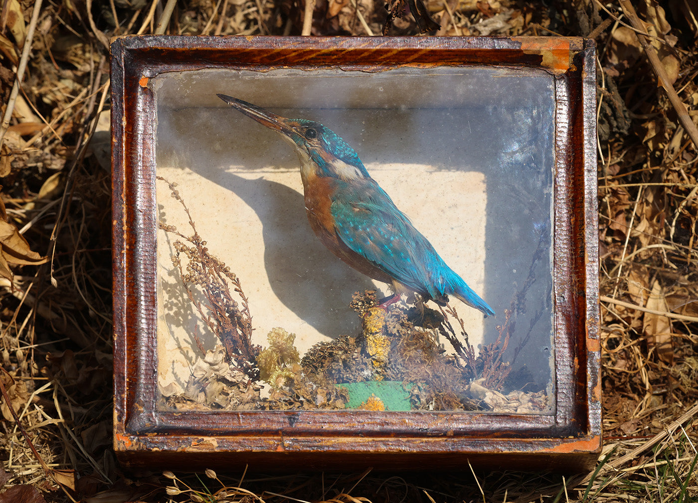 Kingfisher