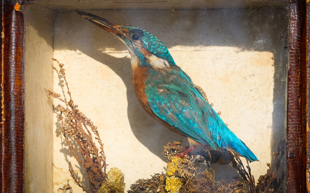 Kingfisher